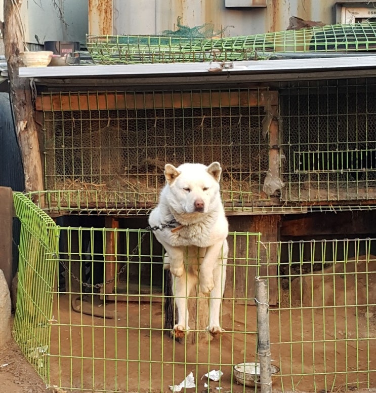  자기애성 성격장애 (최악의 나르시스트) 만난 썰