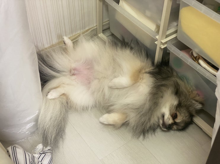  엄마가 놀아달라는 꾸꾸를 무시한 결과?