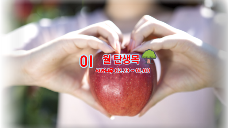  1월 탄생목 사과나무 의미 와 뜻 (12.23~01.01)