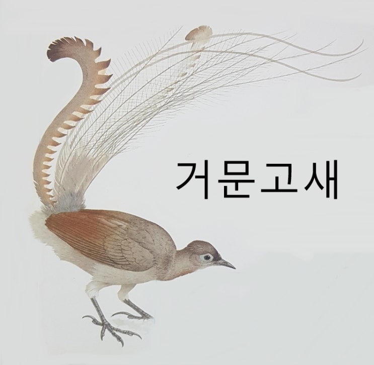 참새목 종류 특징 크기(까치, 밭종다리, 푸른어치, 바위새, 까마귀 등)