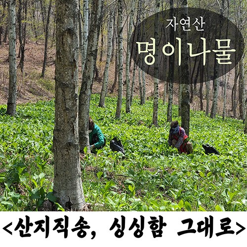 선호도 좋은 직접채취 100% 자연산 강원도 생 명이나물 산마늘 생잎 생채 1kg / 강원도 정선 산지직송 좋아요 선호도 좋은 직접채취 100% 자연산 강원도 생 명이나물 산마늘 생잎 생채 1kg / 강원도 정선 산지직송 좋아요