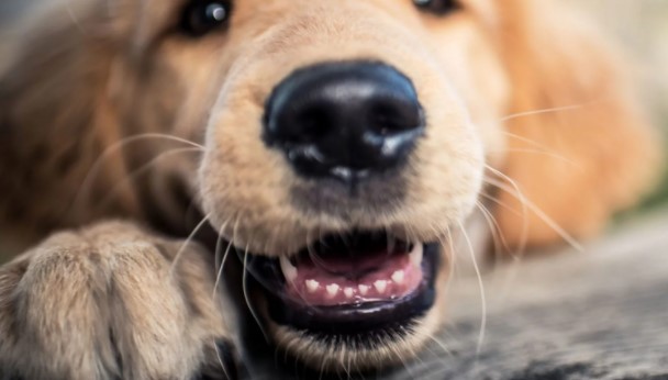강아지 이빨 흔들리는 이유와 치료법