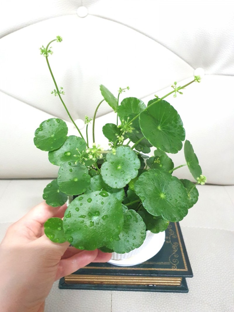 워터코인키우기 / 실패원인 / 재도전♡♡ : 네이버 블로그