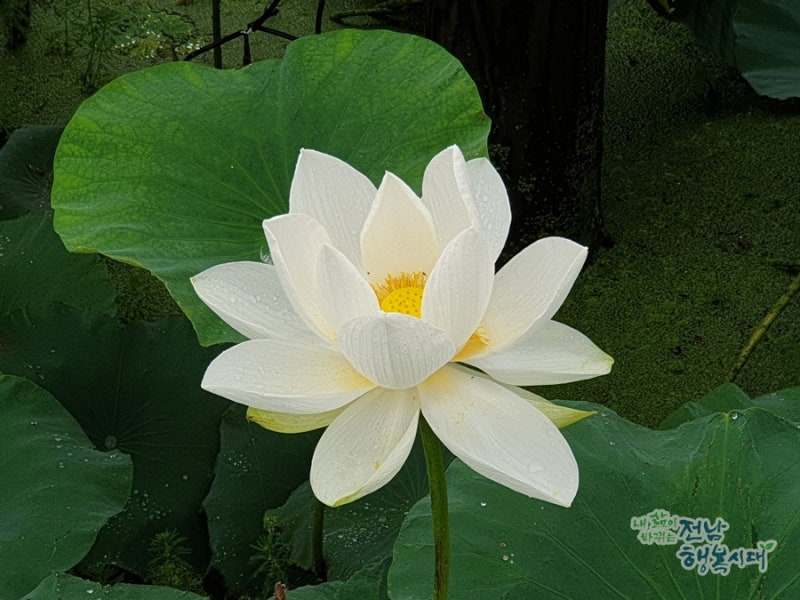 ※기네스북에 오른 동양최대의 연지 회산백련지 여행후기(중편)