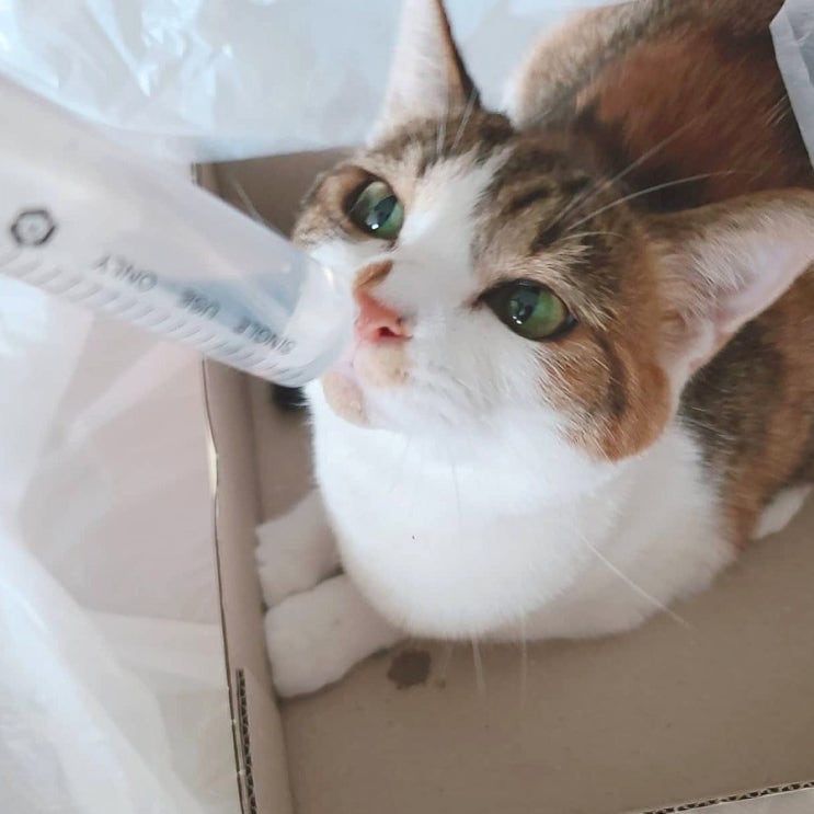  고양이 음수량 채우는 방법. 고양이 물 마시기. 고양이 음수량 중요성.