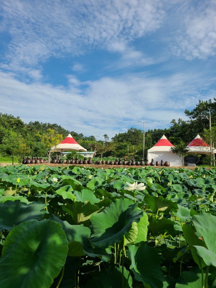  김제 가볼만한 곳, 김제 하소백련지(蝦沼白蓮池) 탐방