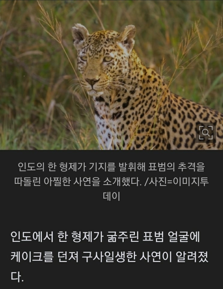  케이크로 구사일생한 썰