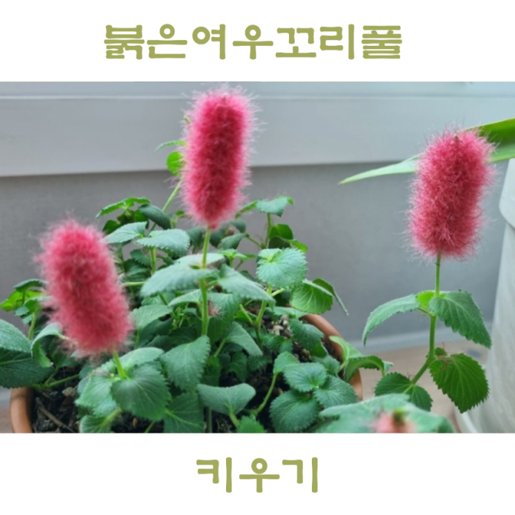  붉은여우꼬리풀 키우기 희귀식물 아칼리파 렙탄스 관리방법