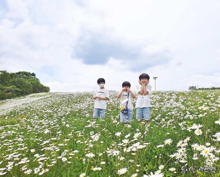 정선 아이와 가볼만한 곳 : 하이원 리조트 샤스타데이지  인생샷찍기! 정선가볼만한곳 [정선여행]