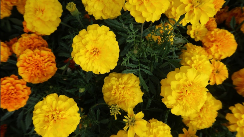 금잔화와 메리골드 - 다른 식물이며, 효능도 다르다 : 네이버 블로그