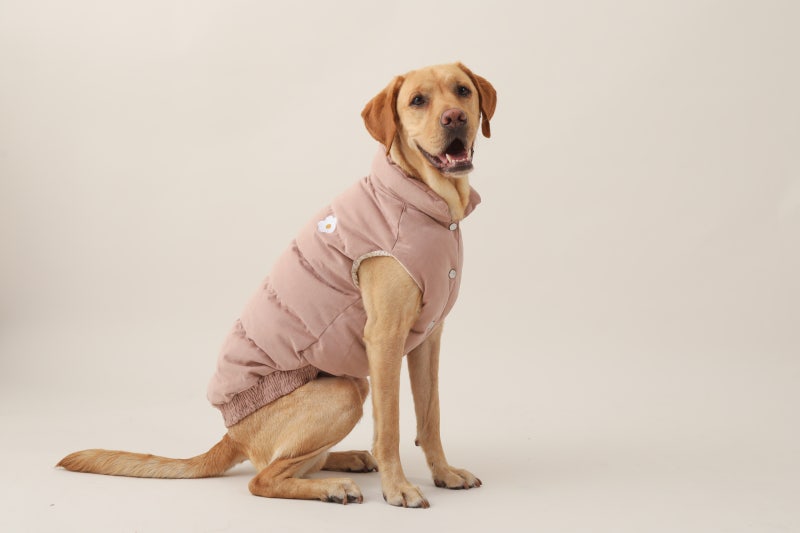 Puppy Gallery] 모델견 호가 x 퍼피갤러리 2020 F/W 의류 / 대형견모델 / 강아지의류