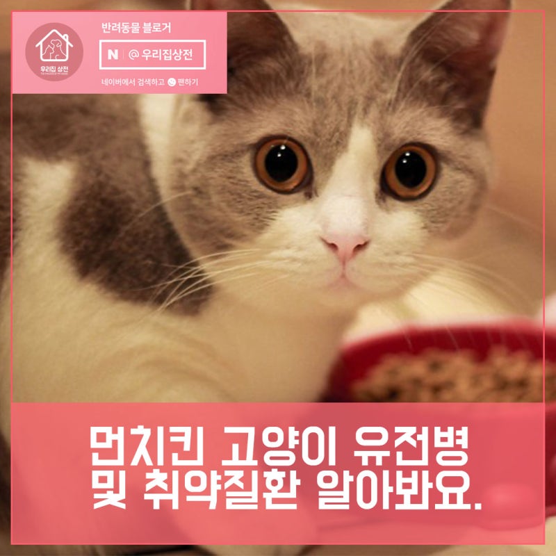 먼치킨 고양이 유전병 및 취약질환 알아봐요. : 네이버 블로그