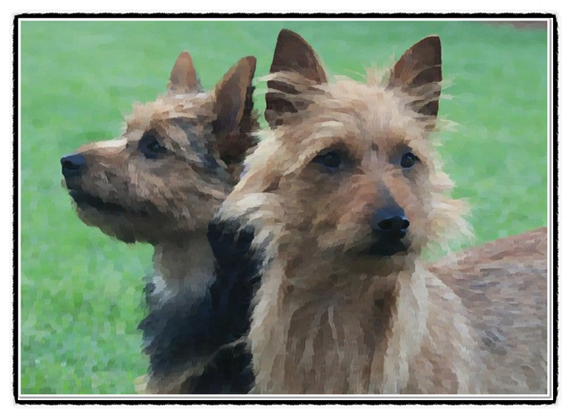  오스트레일리안 테리어 분양가격과 역사, 성격 및 수명에 대해(Australian Terrier)