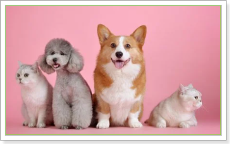  개한테 물리는 꿈 강아지 꿈 개꿈 해몽풀이