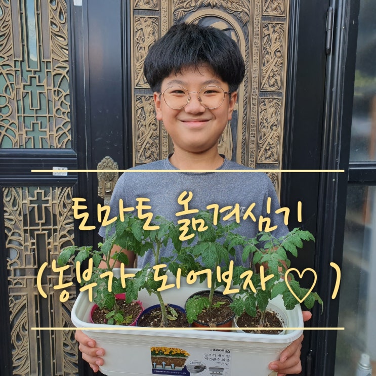  토마토 모종 옮겨 심기, 신기한 꽃(초등학교 토마토,외갓집 텃밭구경,벼농사,꽃구경)