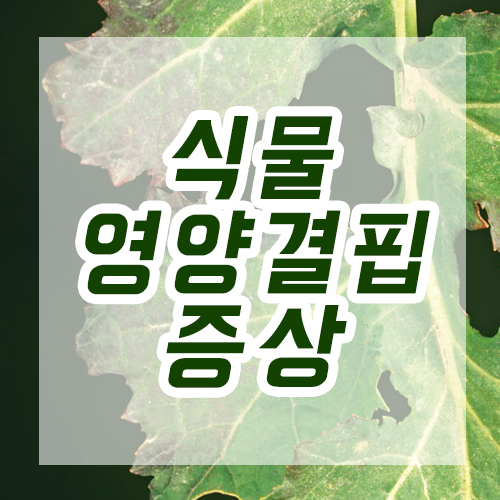  식물 영양 결핍 증상, 쉽게 알아보는 법!