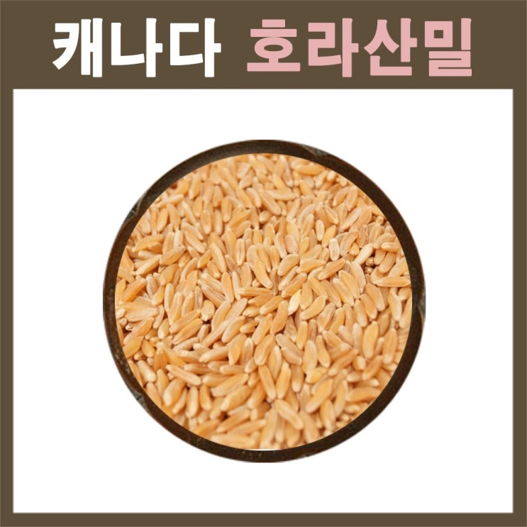 많이 찾는 The큰나무 (3일특가) 캐나다산 호라산밀 4kg(1kgx4팩) 호라산 밀 수입사 직판 착한 탄수화물 추천해요 많이 찾는 The큰나무 (3일특가) 캐나다산 호라산밀 4kg(1kgx4팩) 호라산 밀 수입사 직판 착한 탄수화물 추천해요