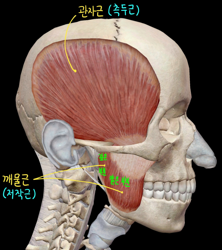  [머리 근육] 씹기 근육