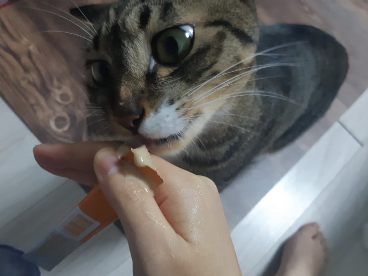  기호성 좋은 고양이 간식 츄르 냥품멍품 헤어볼 짜요 후기