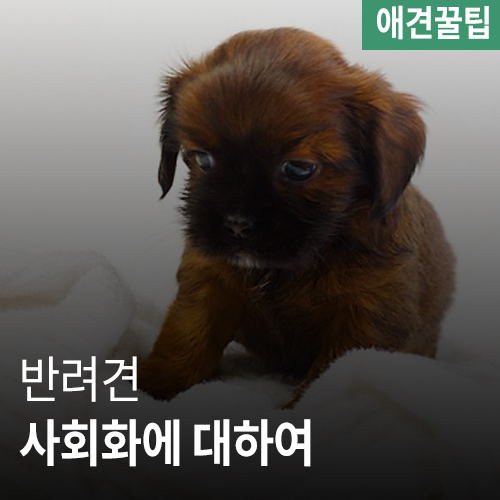  [애견꿀팁] 강아지 사회화훈련? 사회화는 무엇일까요?