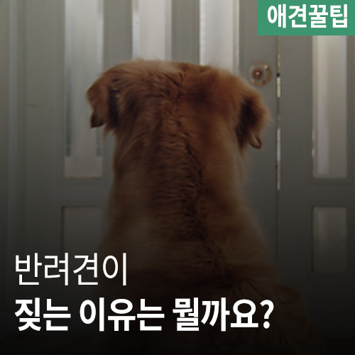  강이지가 짖는 이유는?