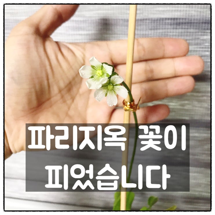  파리지옥 꽃이 피었습니다.