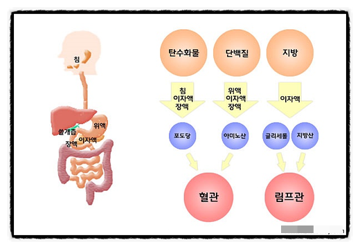 소화 흡수의 구조, 음식물,아미노산 포도당 혈관, 지방산, 글리세린 림프관