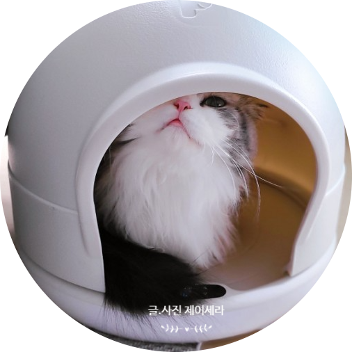똑똑한 고양이 숨숨집 포그미 돔하우스 : 사용방법 및 적응기 - 3편