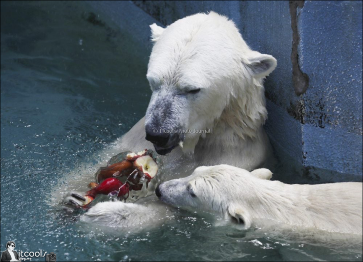  오사카여행코스 텐노지동물원(天王寺動物園) 북극곰 잽싸네