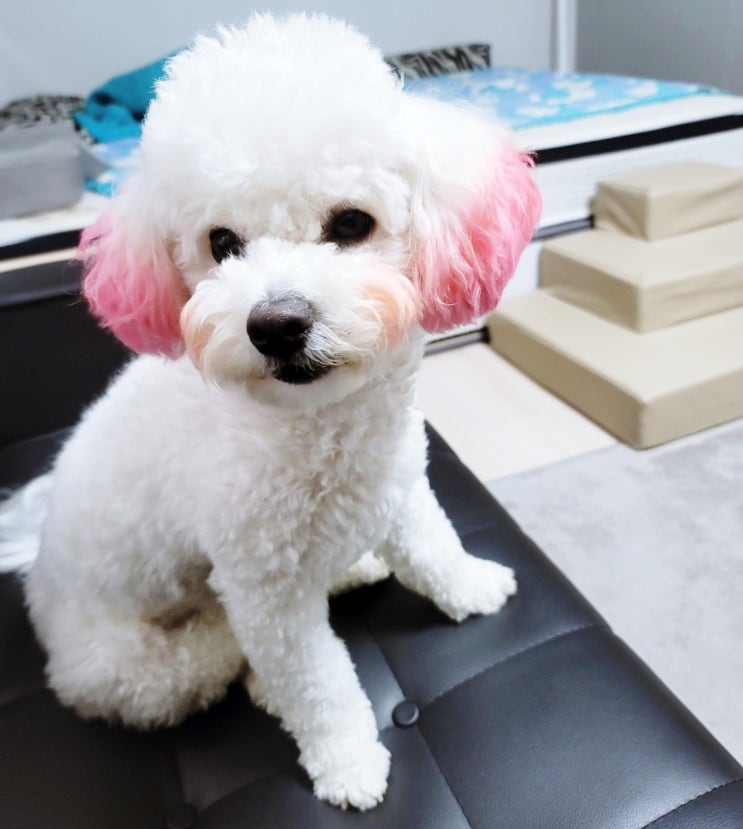 온라인으로 가능한 강아지 교육? 브리딩 후기 온라인으로 가능한 강아지 교육? 브리딩 후기