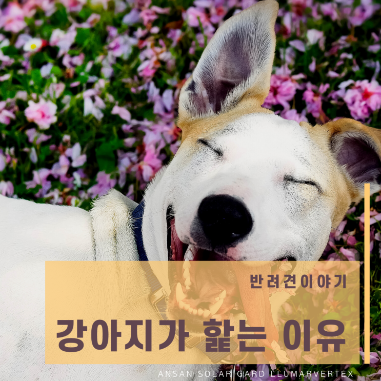  강아지가 핥는 이유(신체부위별 다양한 이유)알면 더 깊이 이해할 수 있어요.