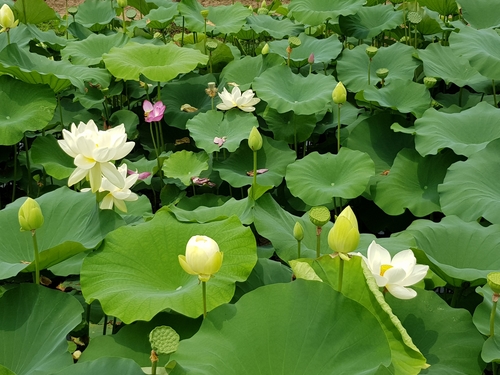  [양평 두물머리] 연핫도그는 사랑입니다.