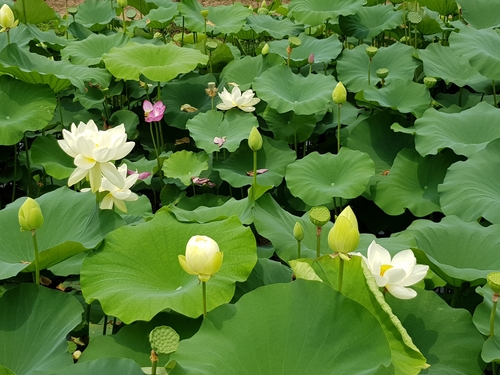 [양평 두물머리] 연핫도그는 사랑입니다.