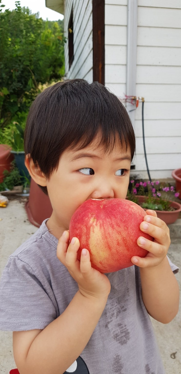  거대한 복숭아 먹기
