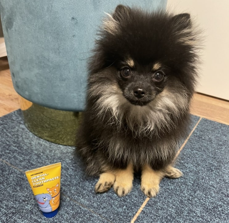  강아지 치약 페스룸 덴탈 클린 치약 내돈내산 후기:D