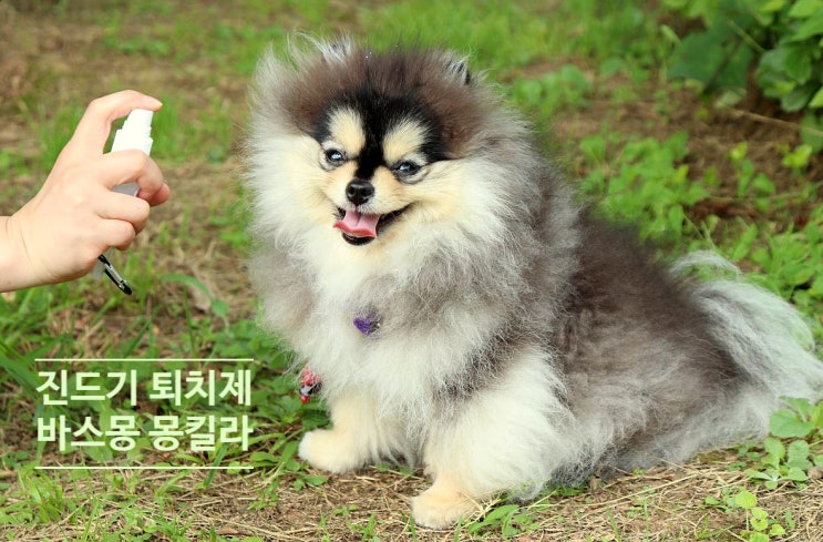  강아지 진드기 모기 퇴치는 천연 몽킬라 스프레이로 해결