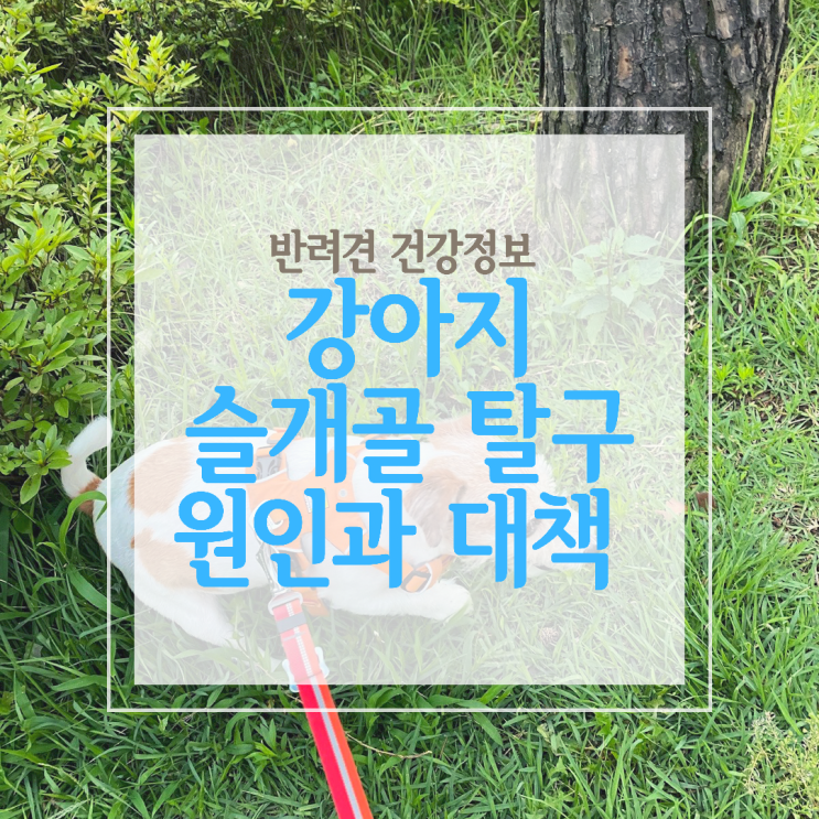  강아지 슬개골 보호대가 필요한 슬개골 탈구 증상