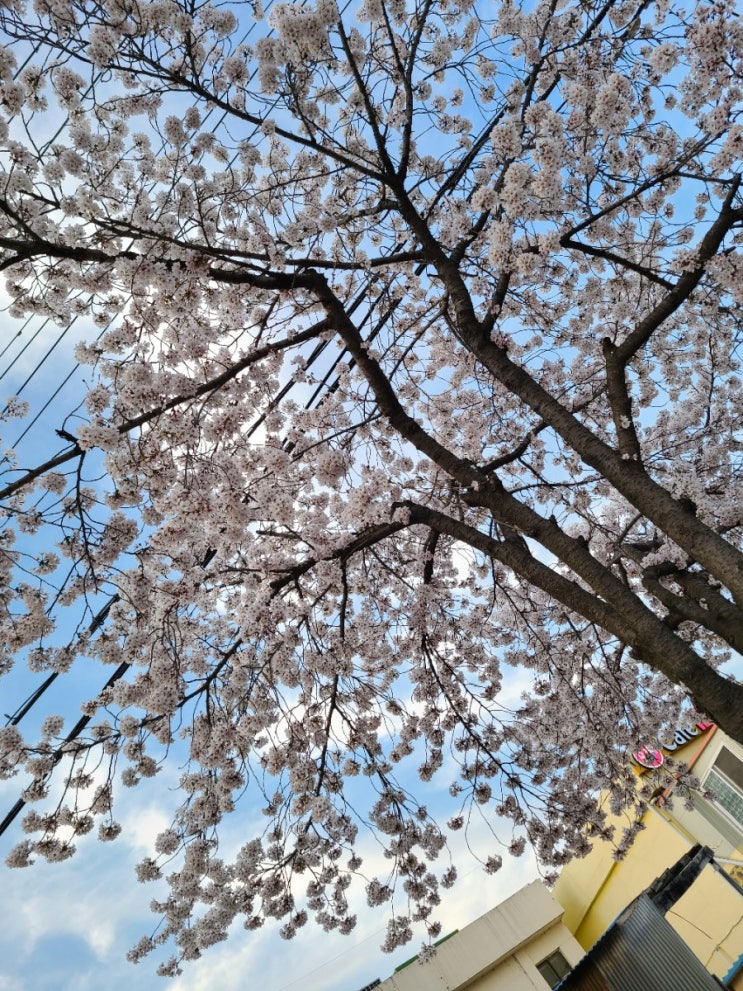 대전동학사 벚꽃길