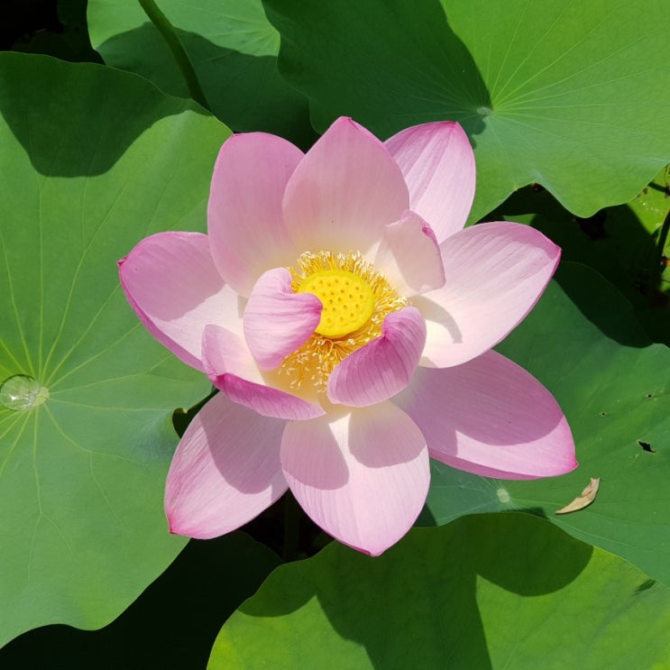  이천 성호호수 연꽃 활짝 피었어요.(7. 18)