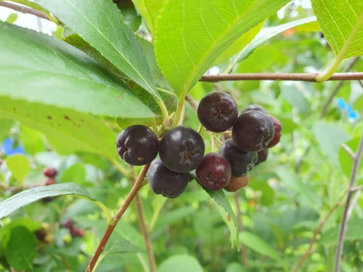  중세 유럽의 만병통치약이라고요? 안토시아닌의 보고 아로니아 나무키우기 How to Grow Aronia (feat 초크베리 킹스베리)