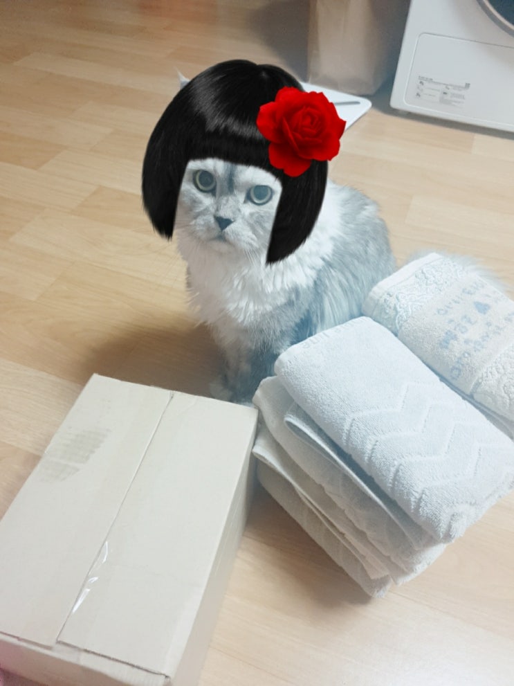  [고양이 일상] #3 은돌이는 컨셉사진찍기중[ Persian cat]