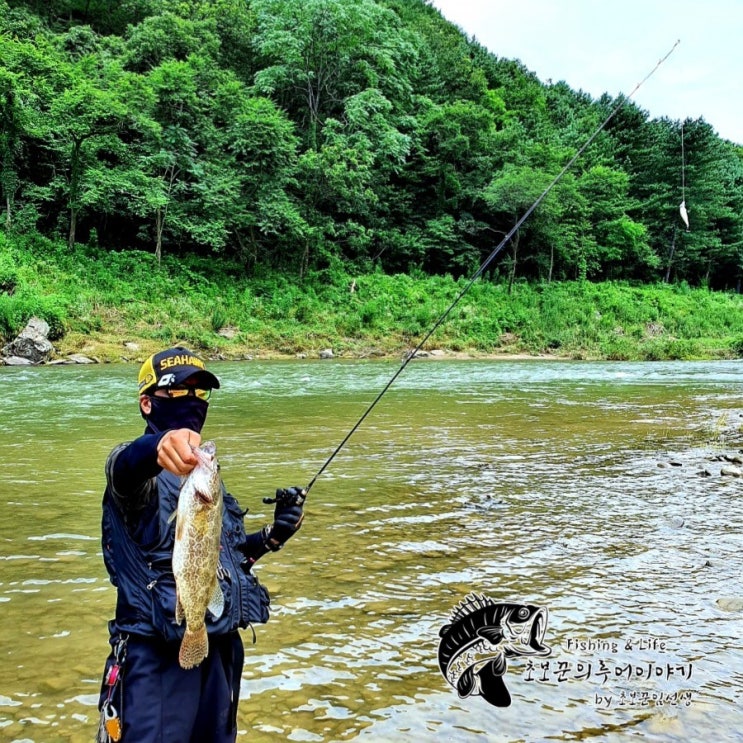  쏘가리 낚시 핫플 삼탄유원지 상류 주포천 쏘가리 45.5cm 기록 베이트 피네스 킬베이트피싱