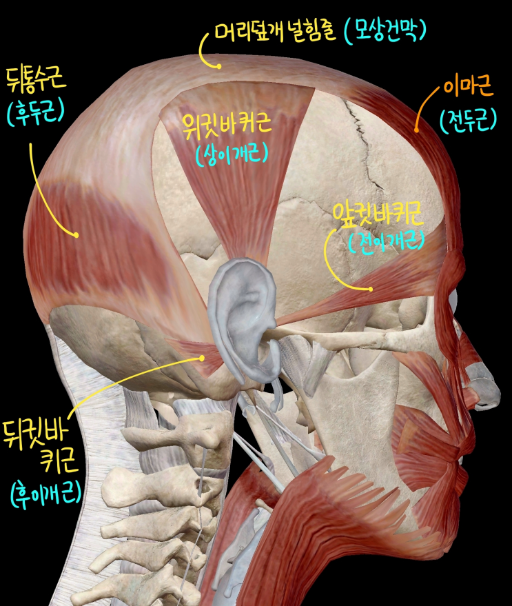  [머리 근육] 기타 근육