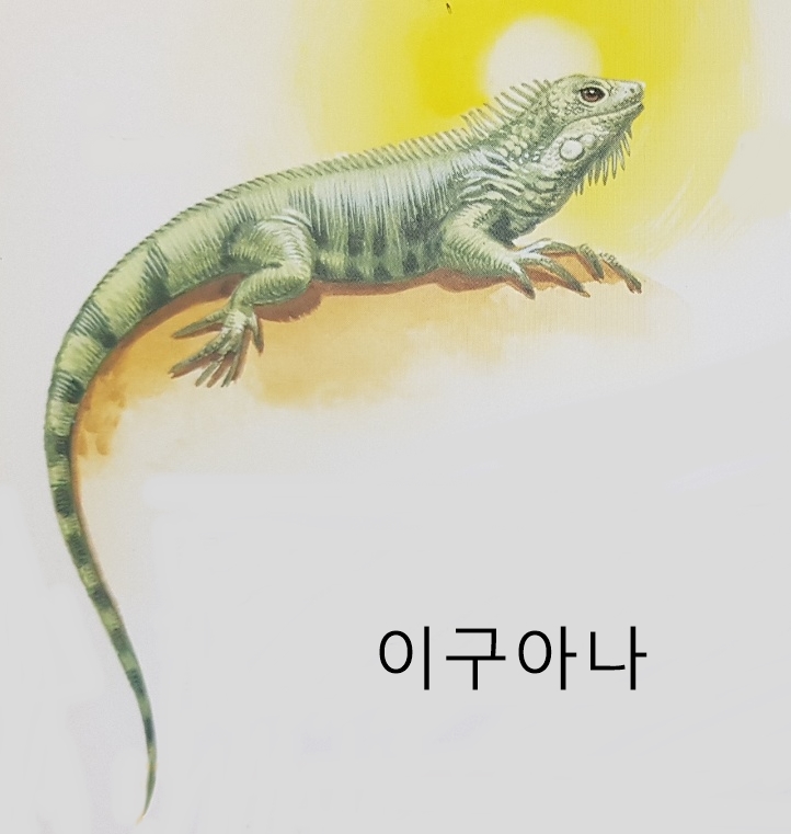  파충류 종류 특징 알