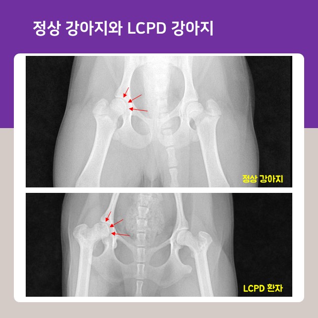  대퇴골두 무혈성 괴사 강아지 LCPD 치료, 24시 고촌 동물병원