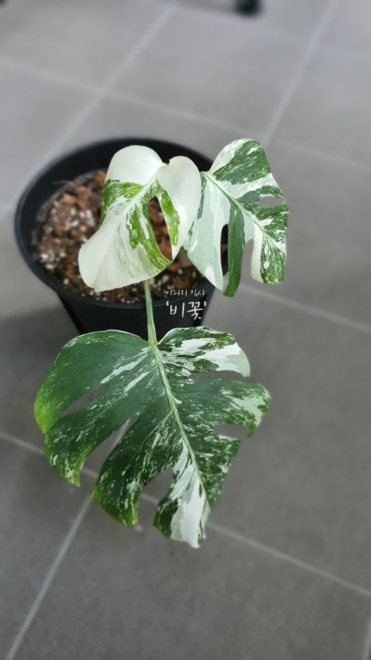  [몬스테라 보르시지아나 알보 바리에가타]