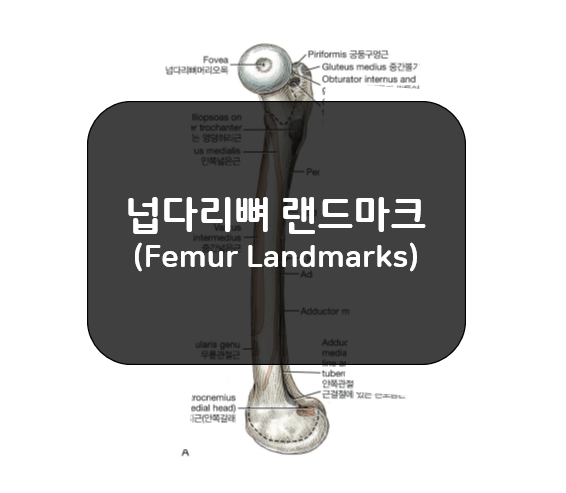  몸쪽 넙다리뼈 랜드마크(Femur Landmarks) 1부