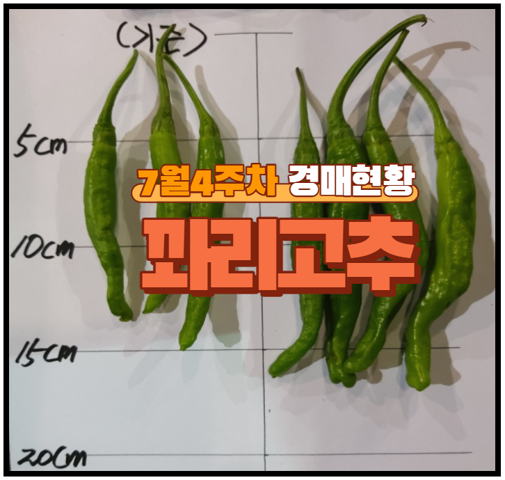  [꽈리고추 주간경매동향] 7월4주차에는 가격이 올라가네~