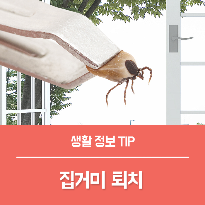 집거미 퇴치 거미약 대신 친환경으로 없애는법