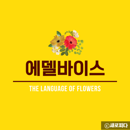  에델바이스 꽃말처럼 하루가 소중하도록